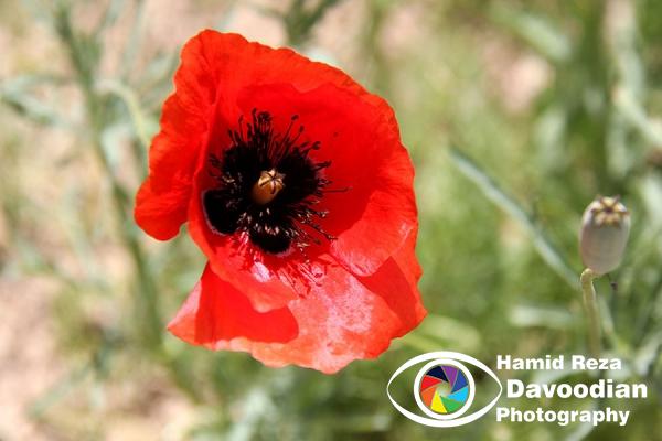 Copse flower