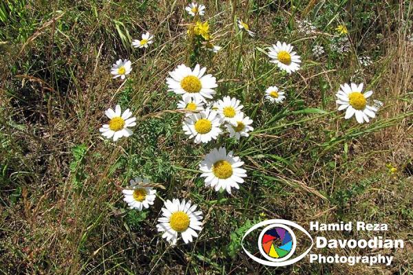Camomile flower
