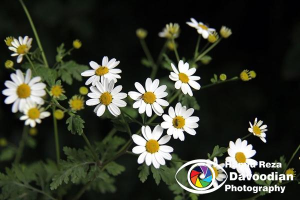 Camomile flower