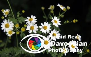 Wild Flower