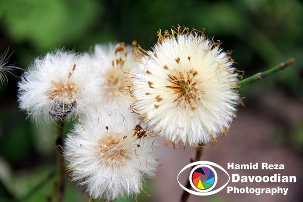 Eucalyptus flower