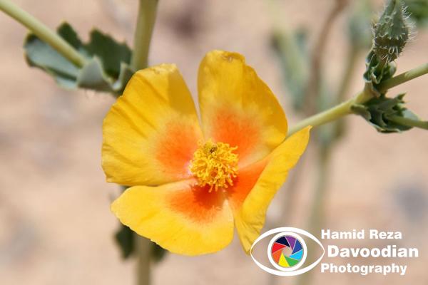 Copse flower