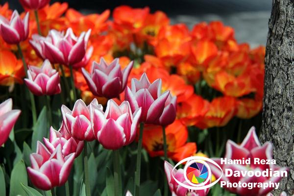 Tulip