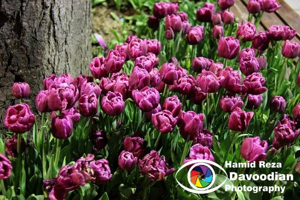 Tulip