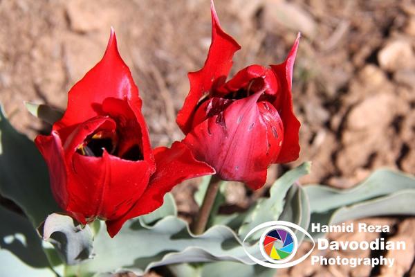 Tulip
