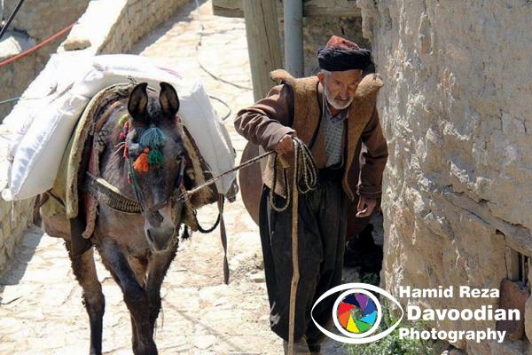 Donkey with master