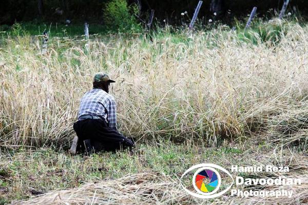 Farmer