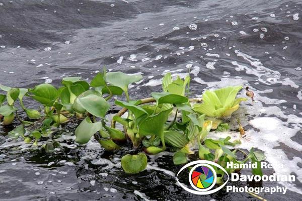 Amazon River & Rio Negro