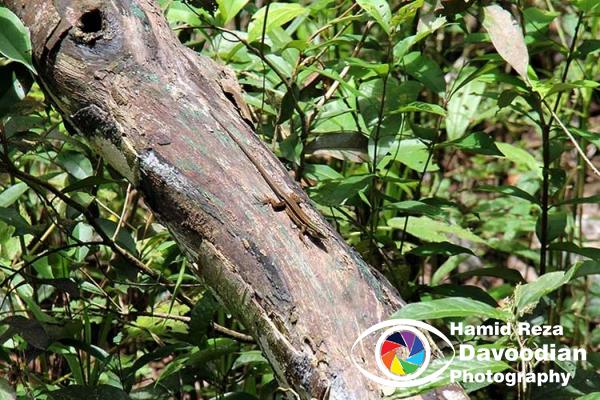 Lizard in Amazon River & Jungle