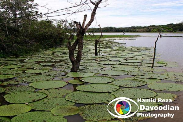 Amazon River & Jungle