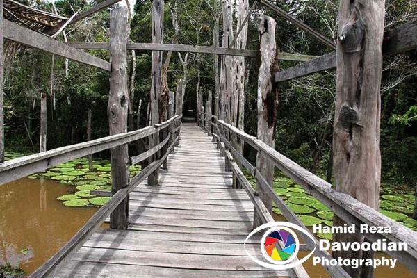 Amazon River & Jungle