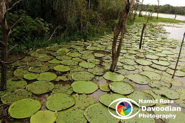 Amazon River