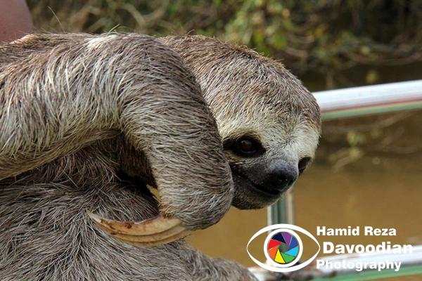 Sloths in Amazon