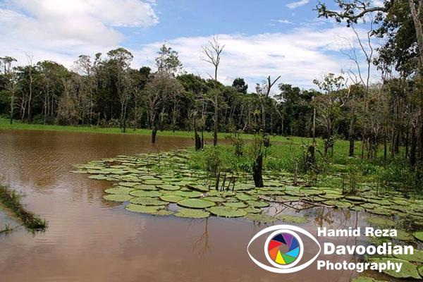 Amazon River