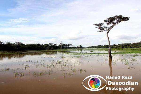 Amazon River