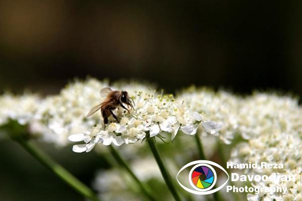 Honeybee