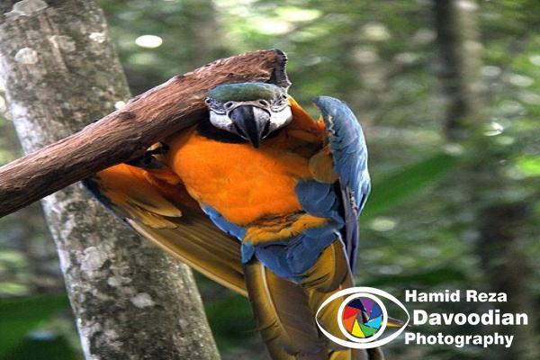 Parrot