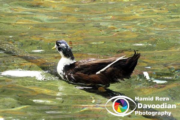 Duck