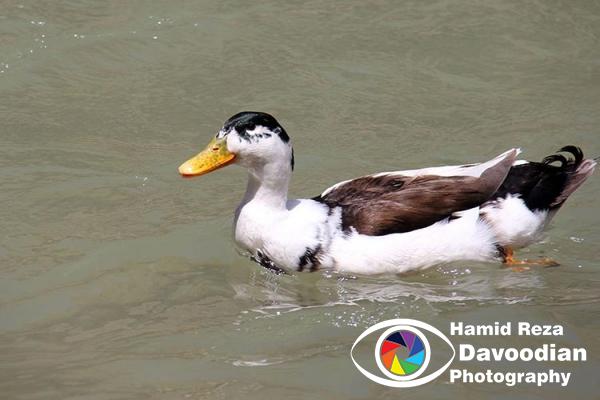 Duck