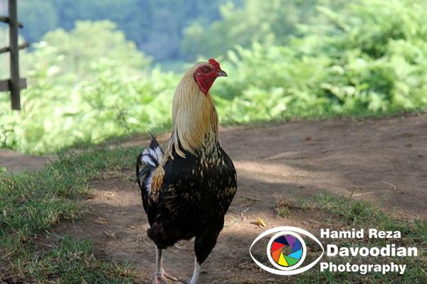 Rooster