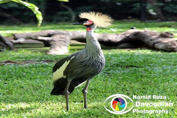 Crane bird