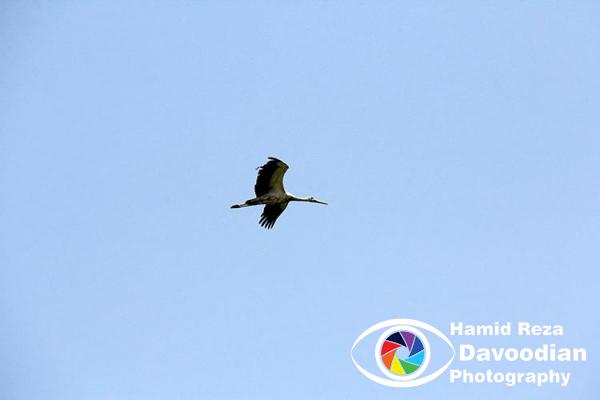 Crane bird
