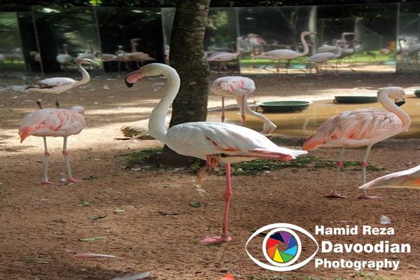 Flamingo