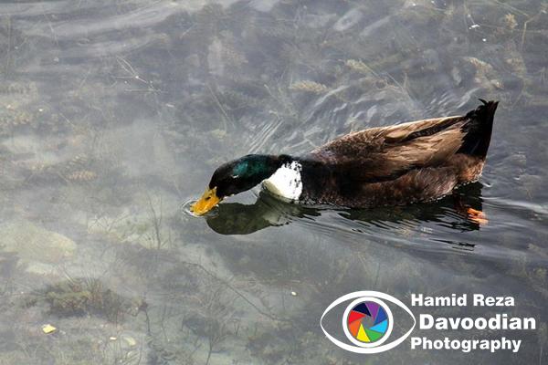 Duck