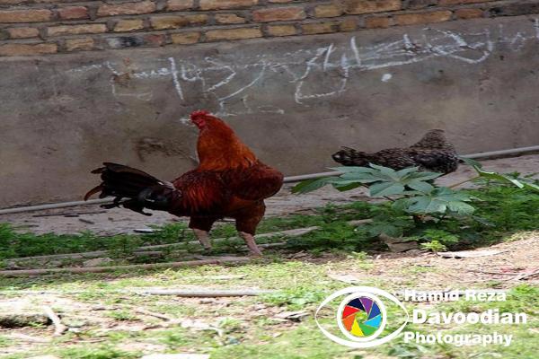 Rooster