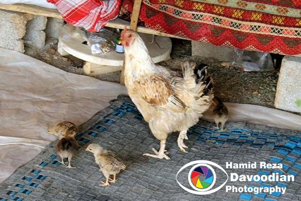 Hen & Chiken