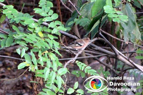 Sparrow