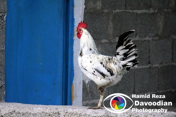 Rooster in Asalem Road
