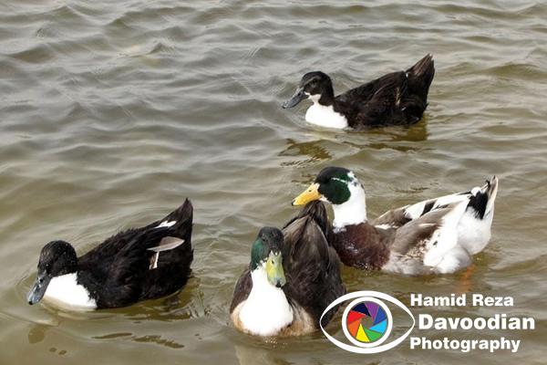 Duck