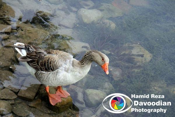 Widgeon