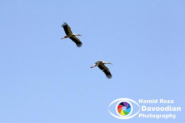 Crane bird