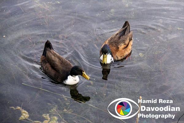 Duck