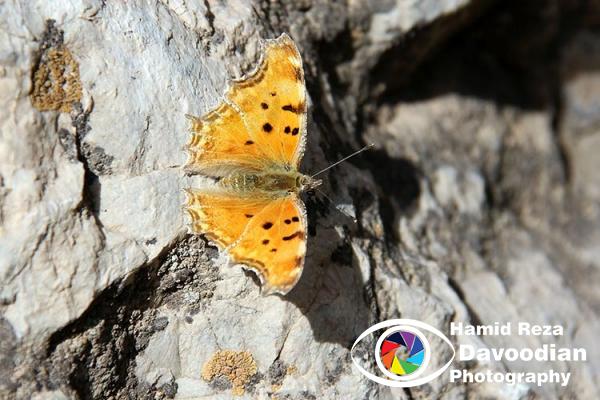 Butterfly in Mojen Waterfall