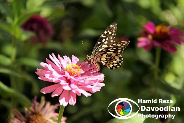 Butterfly in House