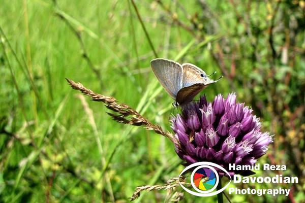 Butterfly in Abr Jungle