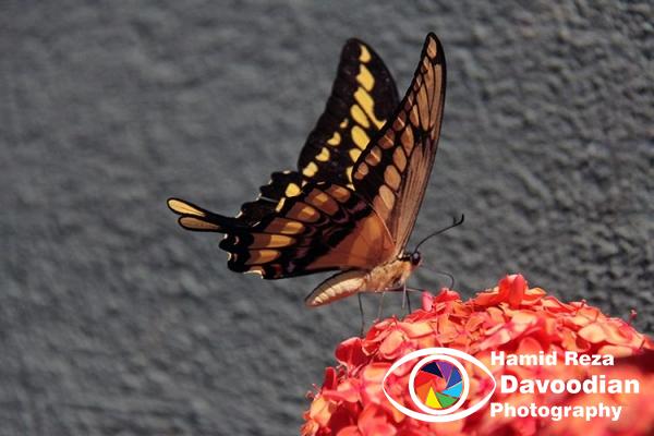 Butterfly in Iguaso