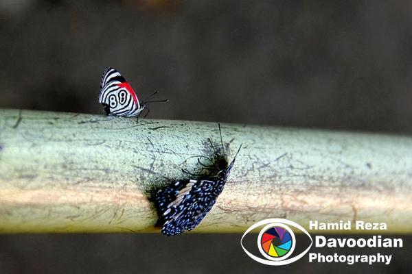 Butterfly in Iguaso