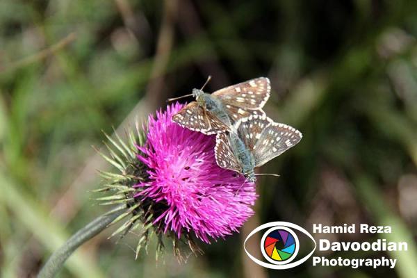 Butterfly in Abr Jungle