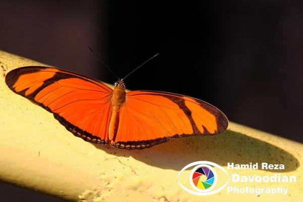 Butterfly in Iguaso