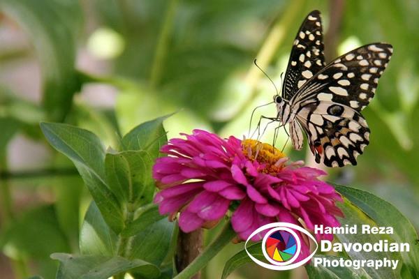 Butterfly in House