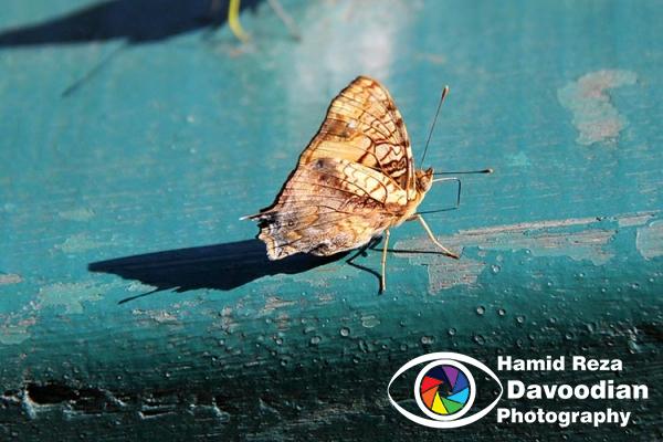 Butterfly in Iguaso