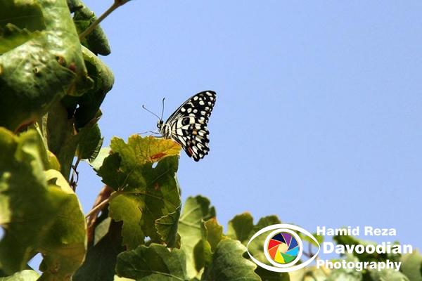 Butterfly in Marand