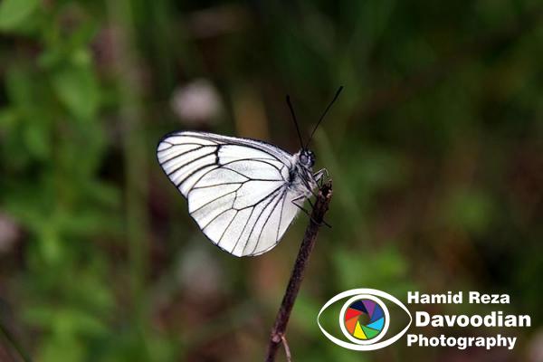 Butterfly in Abr Jungle