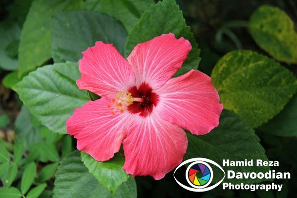 Flower in Rio de Janeiro