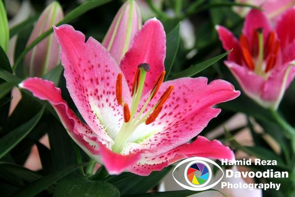 Flower in Rio de Janeiro