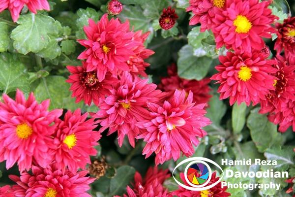 Chrysanthemum Flower, Isfahan, Iran
